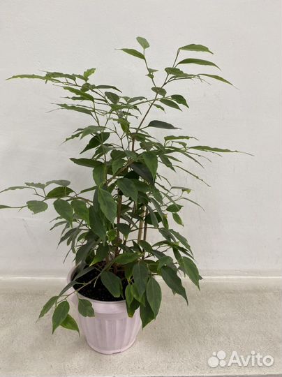 Фикус Бенджамина