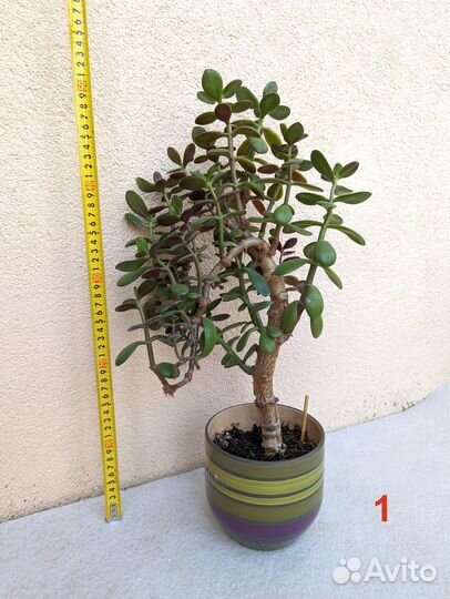 Крассула толстянка