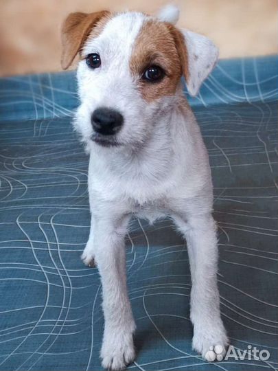 Парсон Рассел терьер