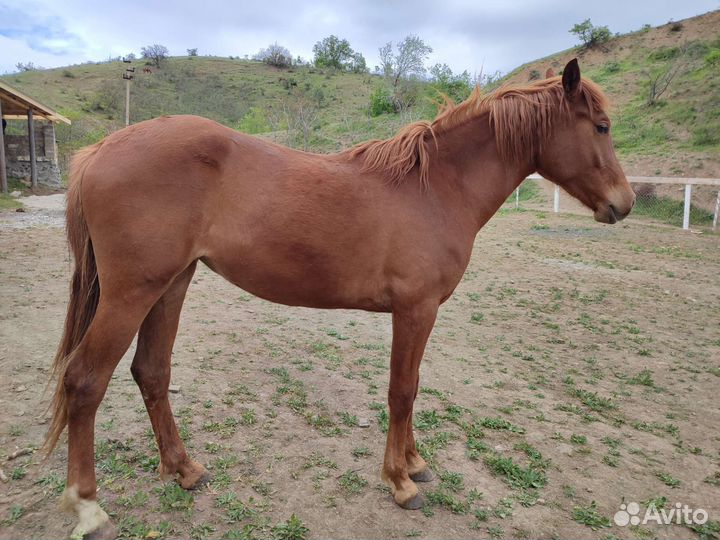 Полукровные лошадки (араб/рысак)