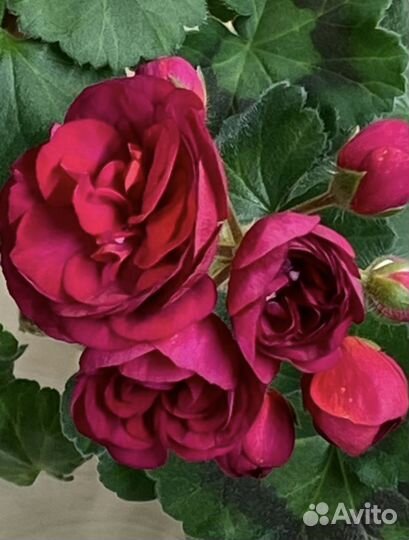 Ив тихий дон