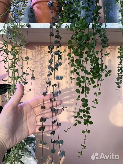 Церопегия Вуда (срезы)