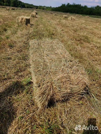 Сено люцерны с разнотравьем