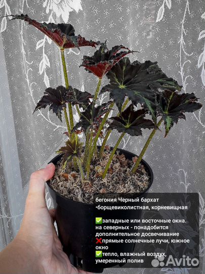 Бегония борщевиколистная Доставка