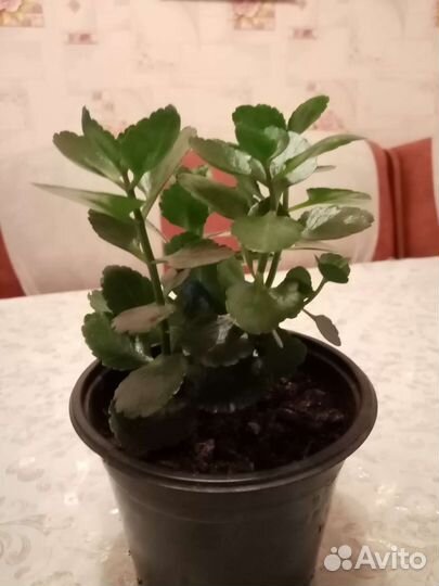 Каланхоэ цветущий