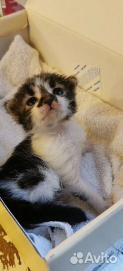 Котенок в добрые руки