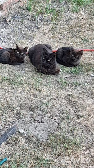 Котята в добрые руки бесплатно