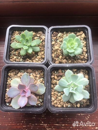 Суккуленты