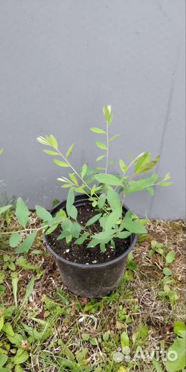 Спирея серая грефшейм