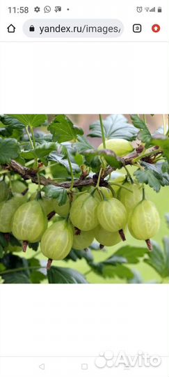 Садовые цветы и растения