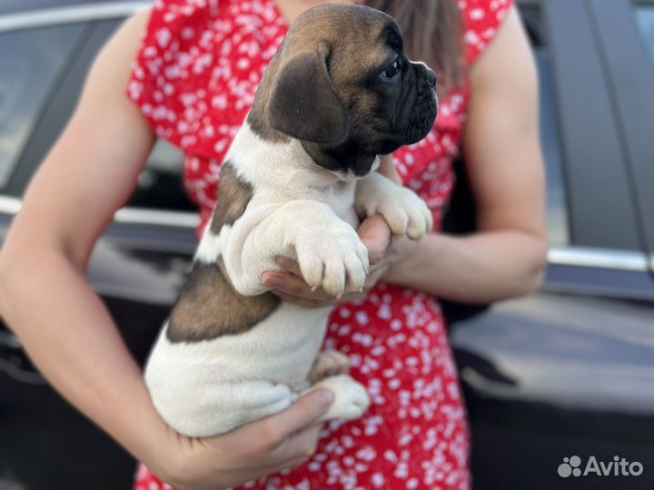 Французский бульдог щенки