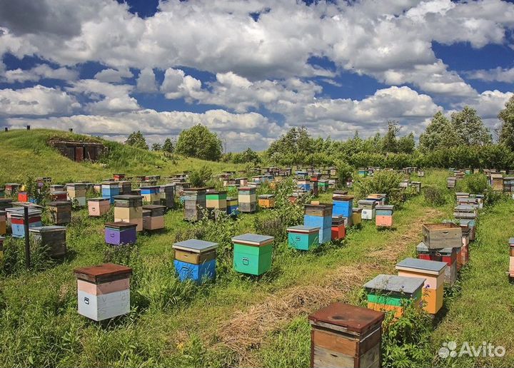 2024 Мёд натуральный из Алтая опт