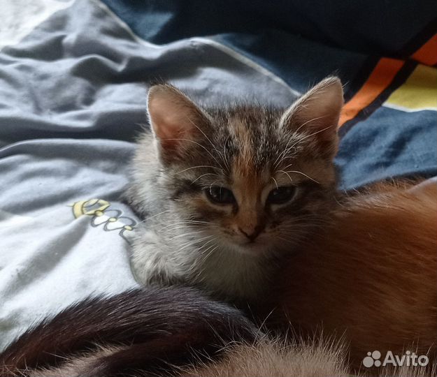 Отдам в добрые руки