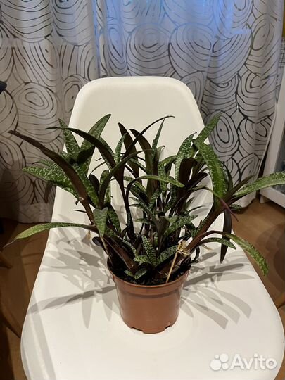 Ледебурия socialis