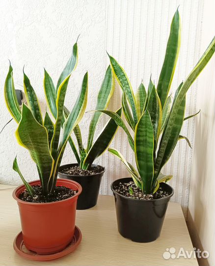 Молодые комнатные растения (пилея, эухарис и др.)