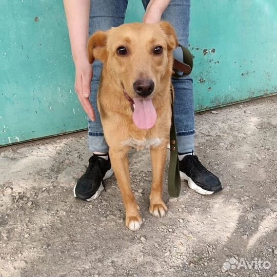 Девочка Рыжулька, около 1,5 года