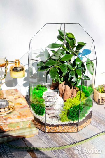 Флорариум Бонсай