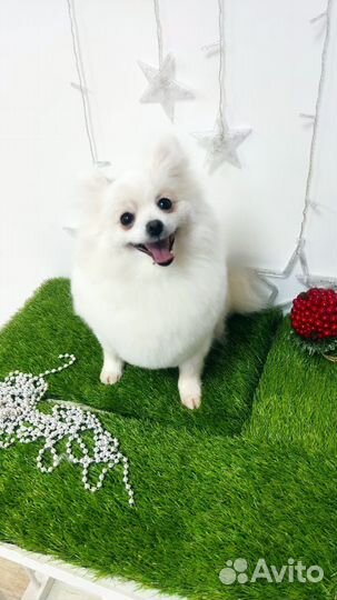 Стрижка собак, Ваш грумер. У Василеостровской