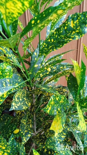 Кодиеум кротон