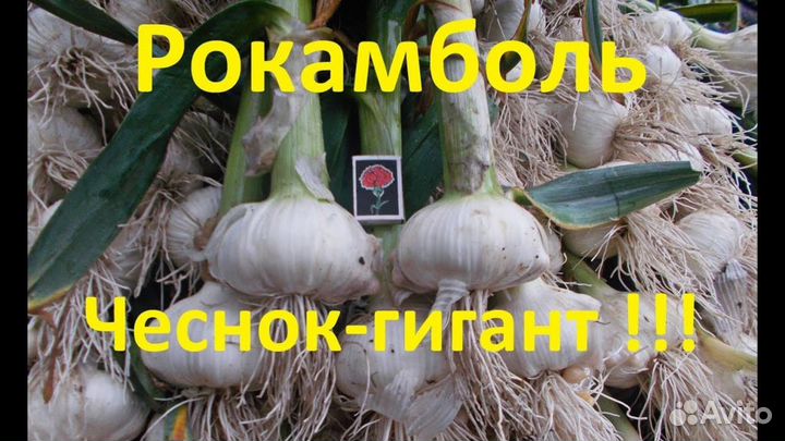 Рокамболь. Слоновий чеснок