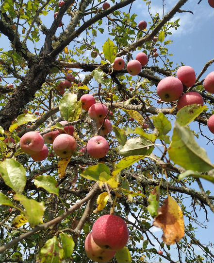 Участок 22,2 га (СНТ, ДНП)