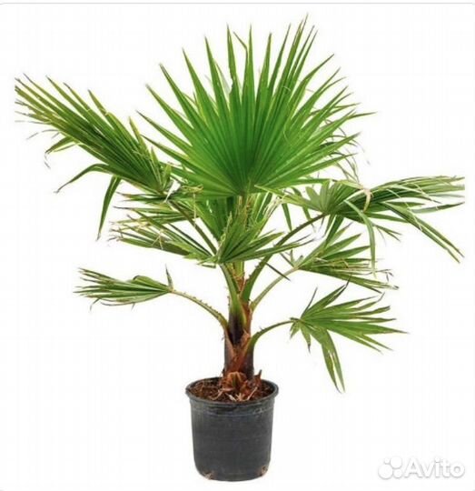 Пальма вашингтония