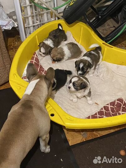 Отдам щенков