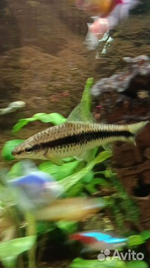 Сиамский водорослеед