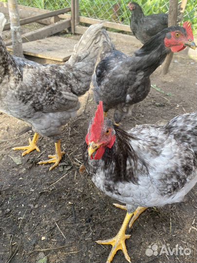 Петухи амераукана