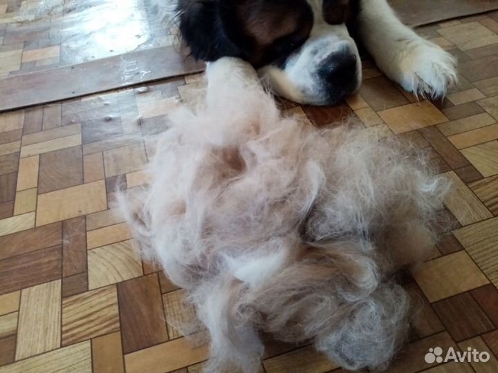 Собачья шерсть