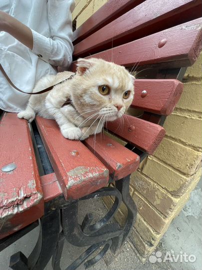 Шотландская вислоухая кошка бесплатно