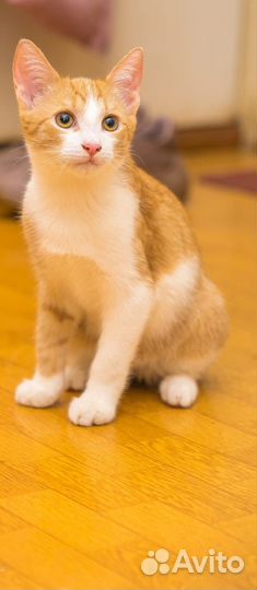 Котенок мальчик