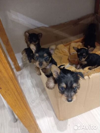 Йоркширский терьер