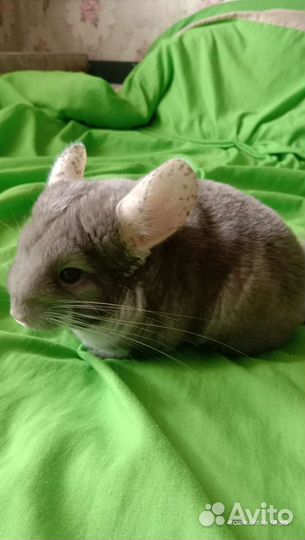 Передержка