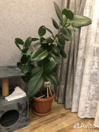 Комнатные растения