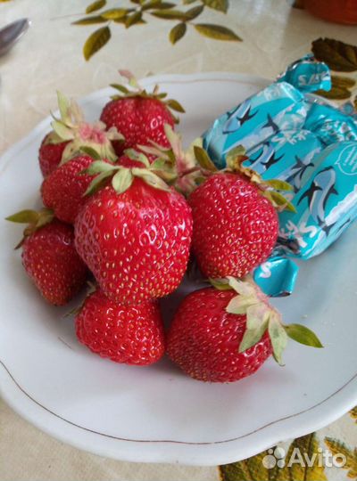 Викториа рассада