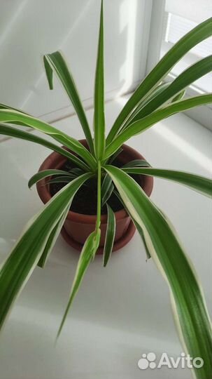 Хлорофитум хохлатый