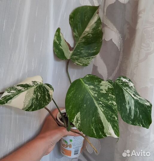 Монстера альба