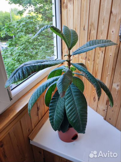 Мушмула японская