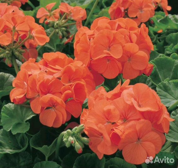 Герань пеларгония зональная 