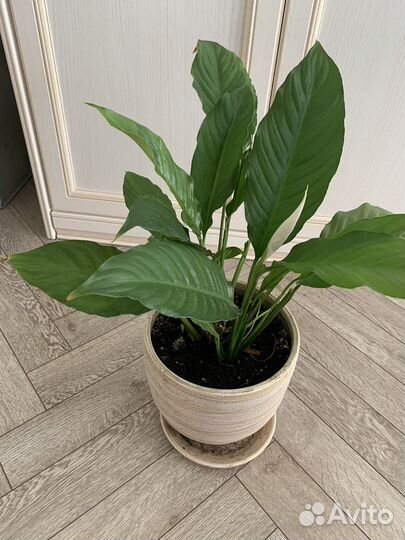 Комнатные цветы