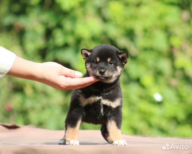 Щенки сиба ину