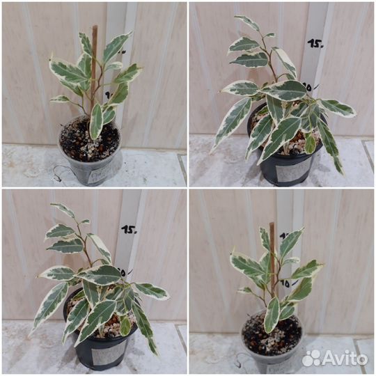 Фикус в ассортименте