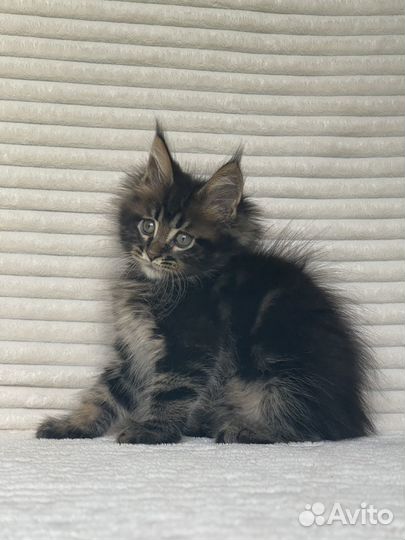 Котята мейн-кун мальчишки