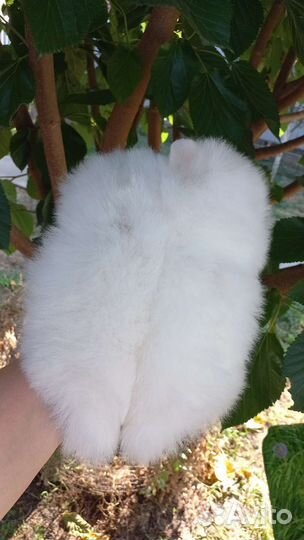 Малышата для резерва