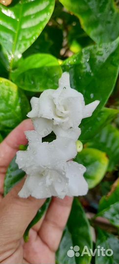 Табернемонтана