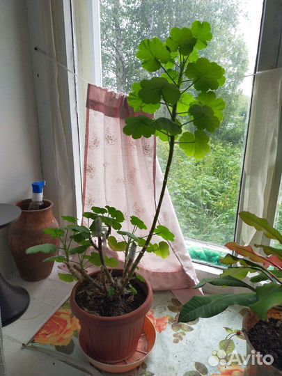 Комнатные растения