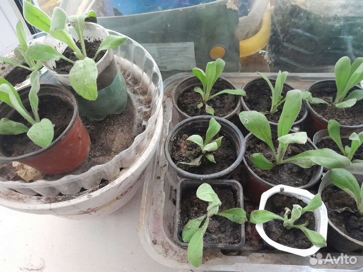 Астранция,ромашка,лихнис корончатый,васелёк