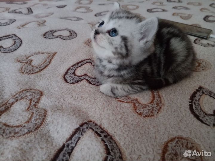 Шотландская