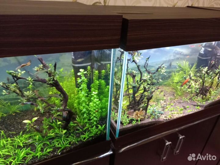 Аквариумные растения